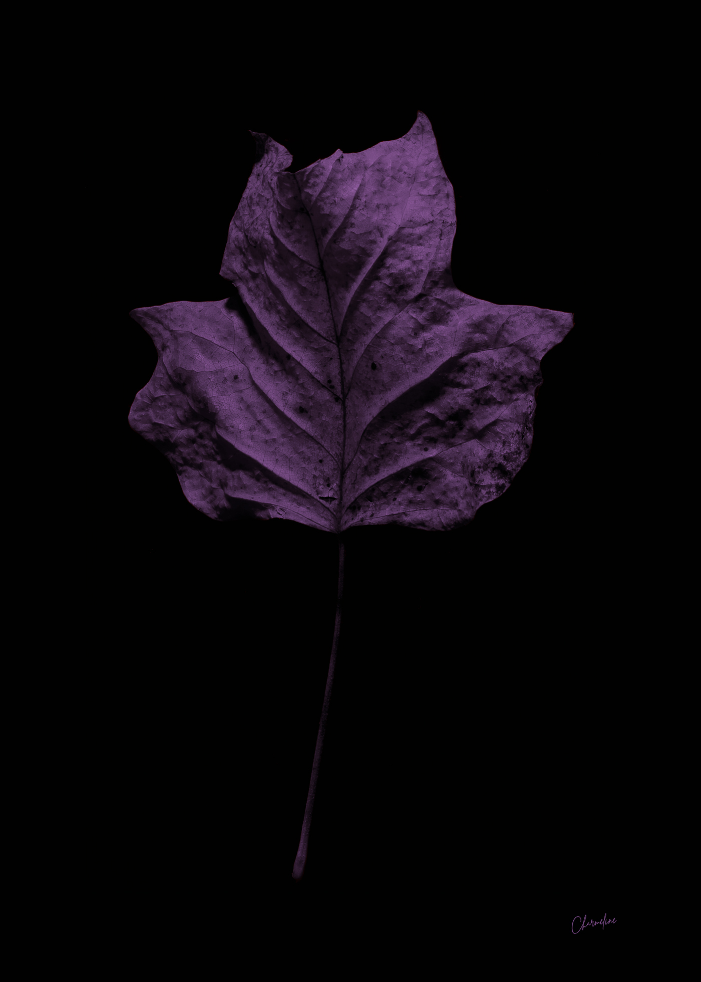 Purple-Presence