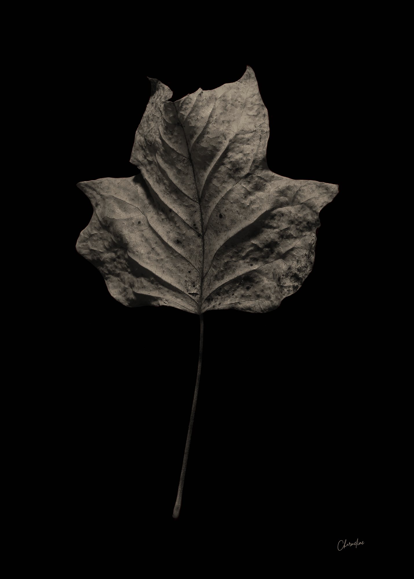 Sepia-Presence