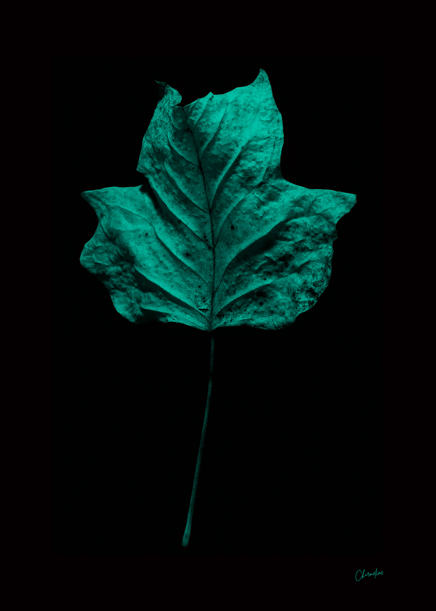 Turquoise Presence