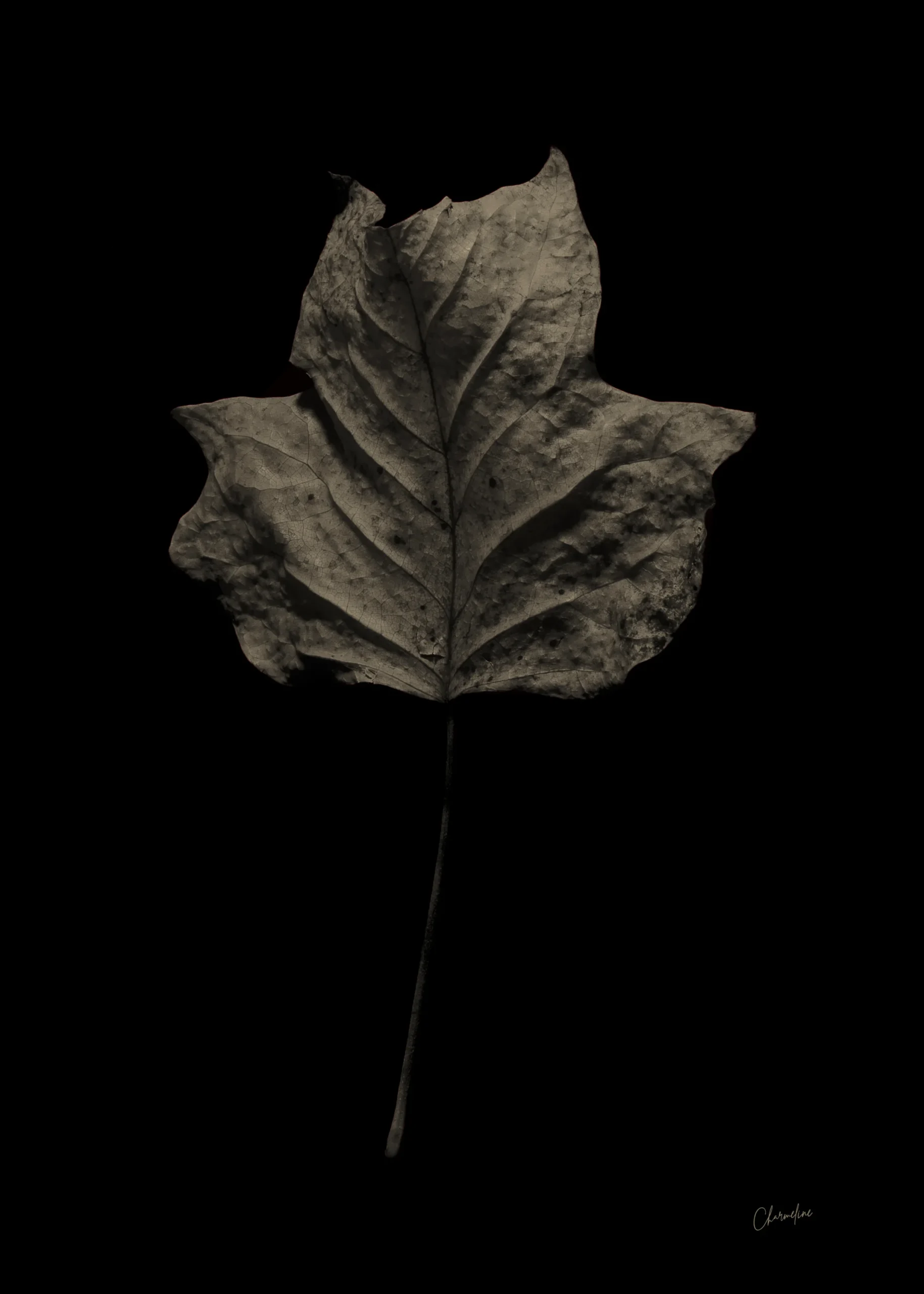 Sepia Presence